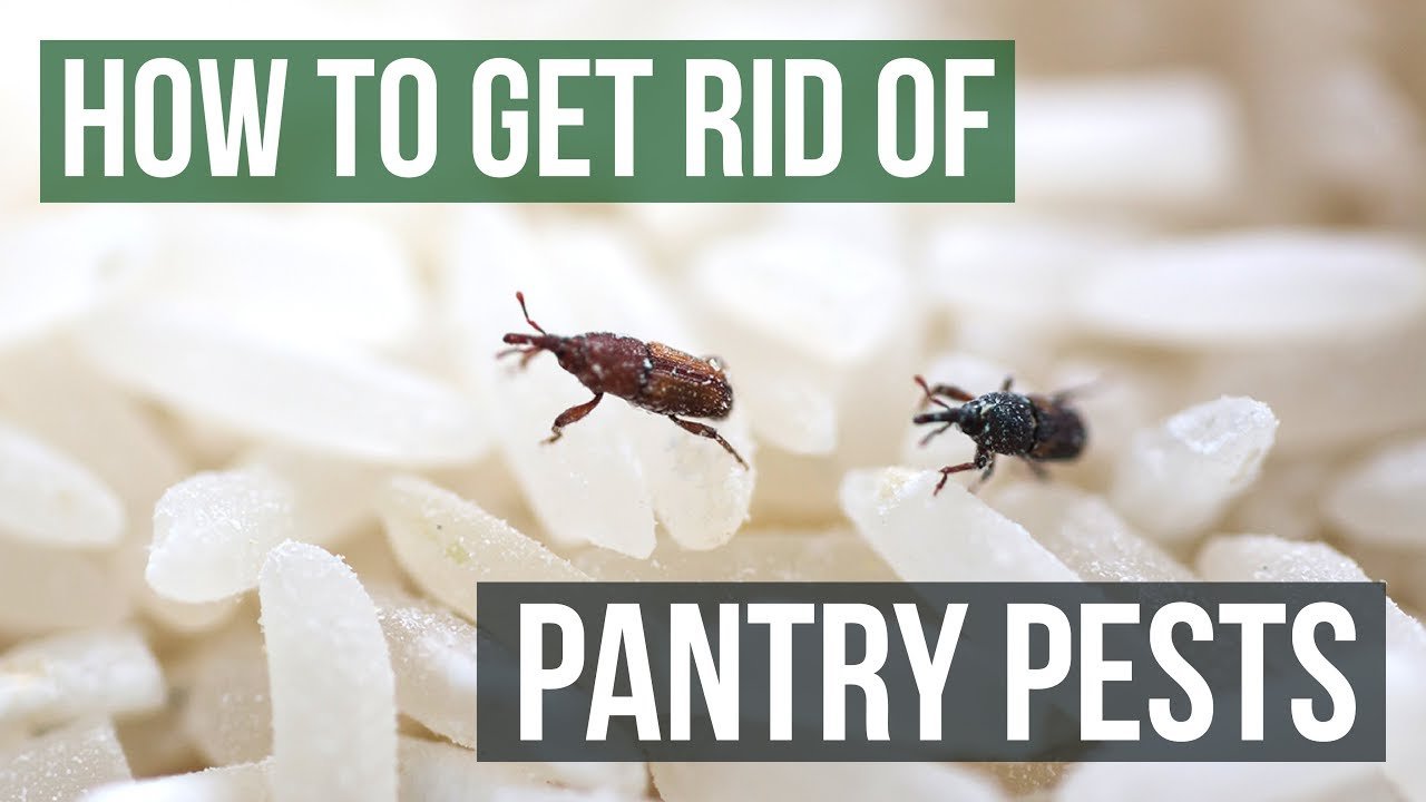 How to Get Rid of Pantry Pests Guaranteed (4 Easy Steps)