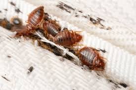 Close-up of bed bugs on a mattress zipper.