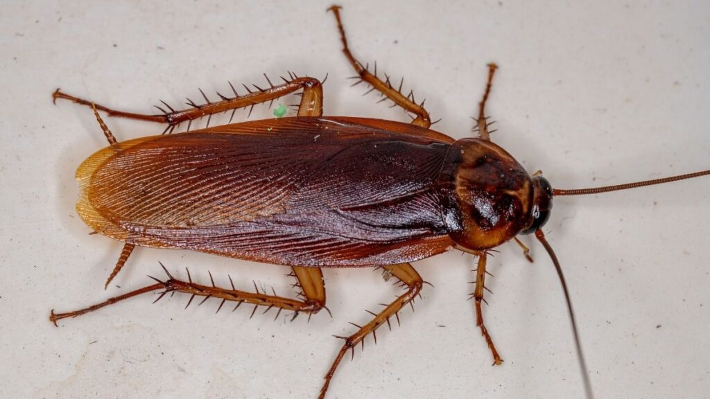 American Cockroach