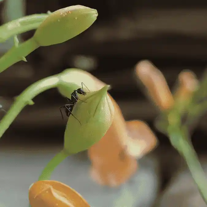 Ants in Canada's most common summer pests (summer pest control)