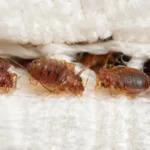 Close-up of bed bugs hiding inside the seam of a white mattress.