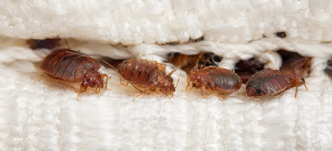 Close-up of bed bugs hiding inside the seam of a white mattress.