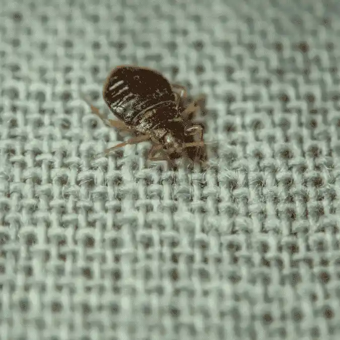 Bed Bugs