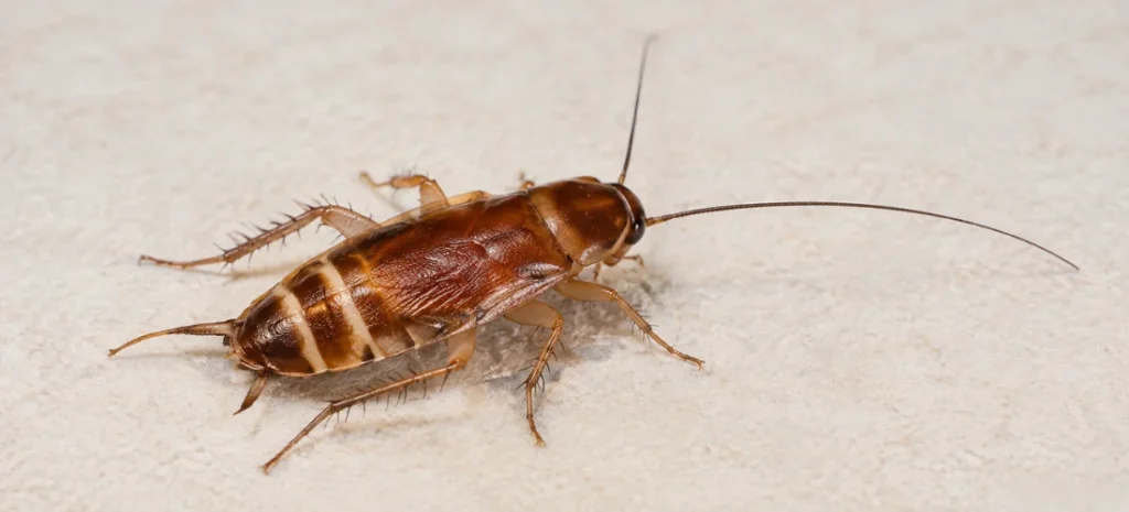 Close-up of a Brown-banded cockroach with pale bands