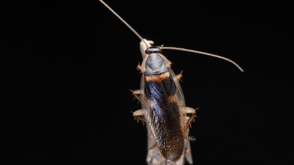 Brown-Banded Cockroach