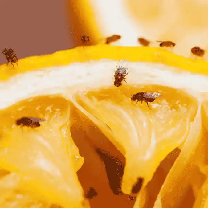 Cluster Flies
