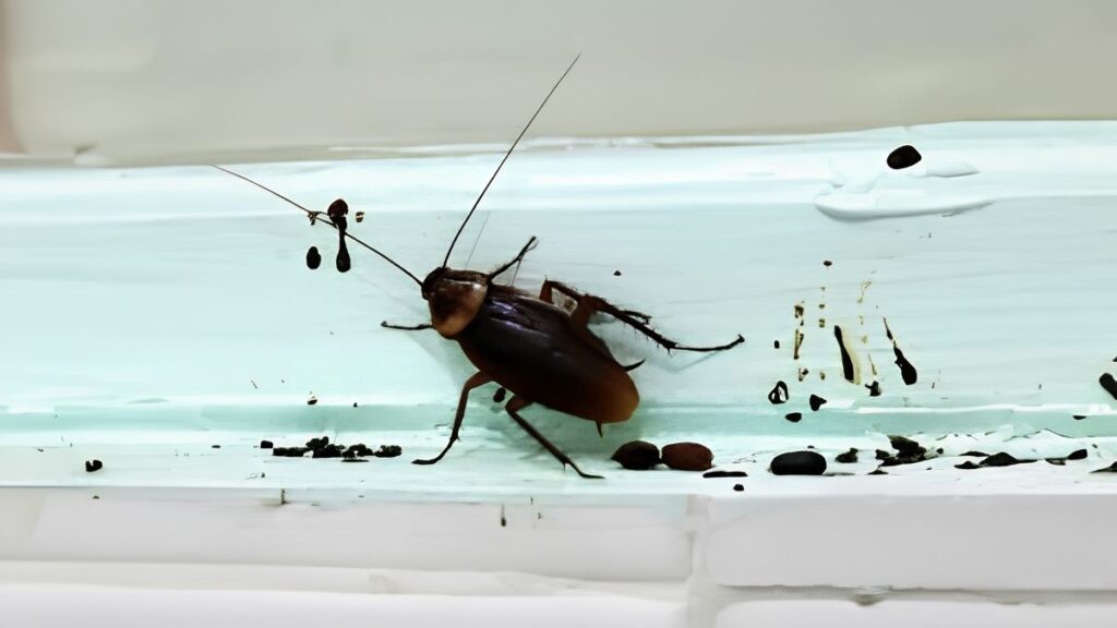 Cockroach Droppings vs Mouse Droppings