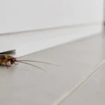 German cockroach emerging from beneath a baseboard in a Toronto apartment