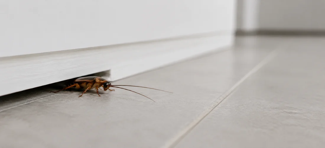 German cockroach emerging from beneath a baseboard in a Toronto apartment