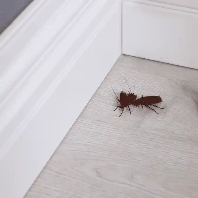 Cockroaches