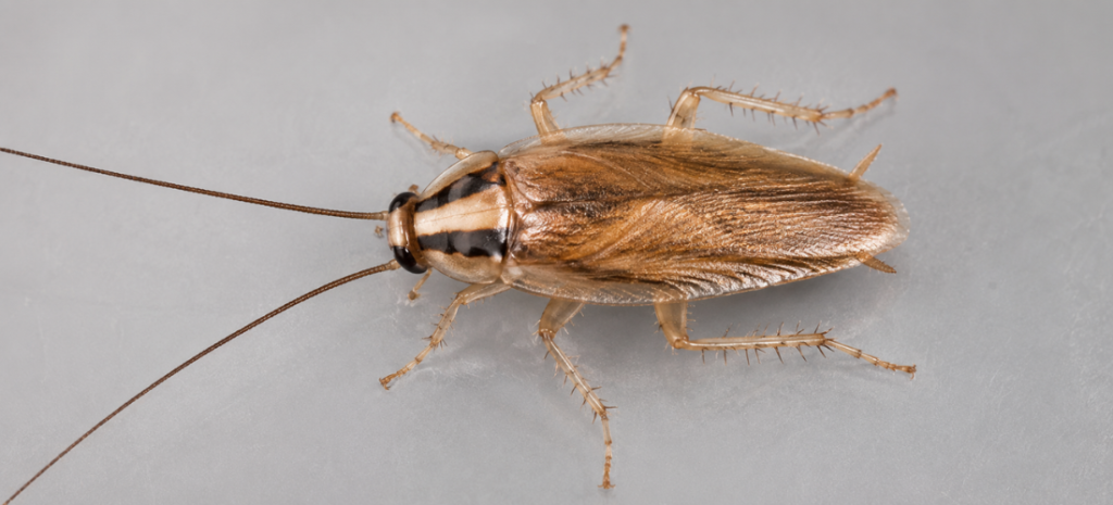 Close-up of a German cockroach showing two dark stripes behind its head