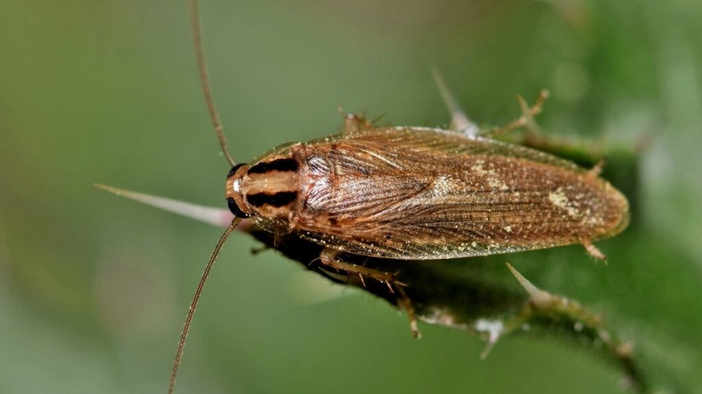 German Cockroach