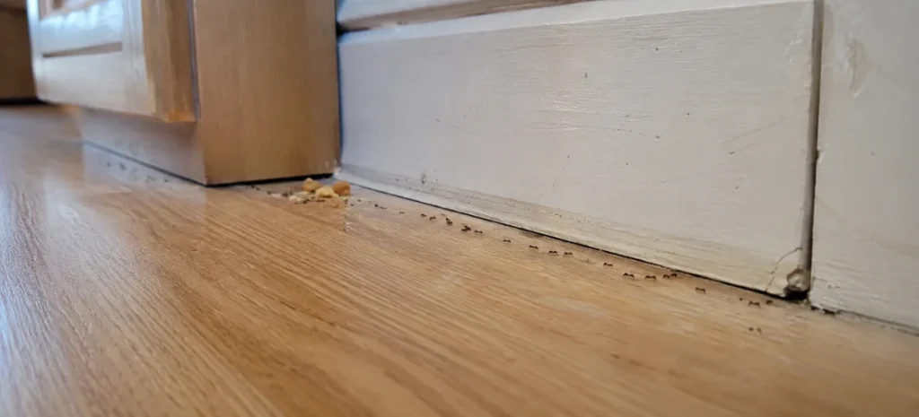 Small black ants following a trail from food crumbs toward a gap beneath a kitchen baseboard.