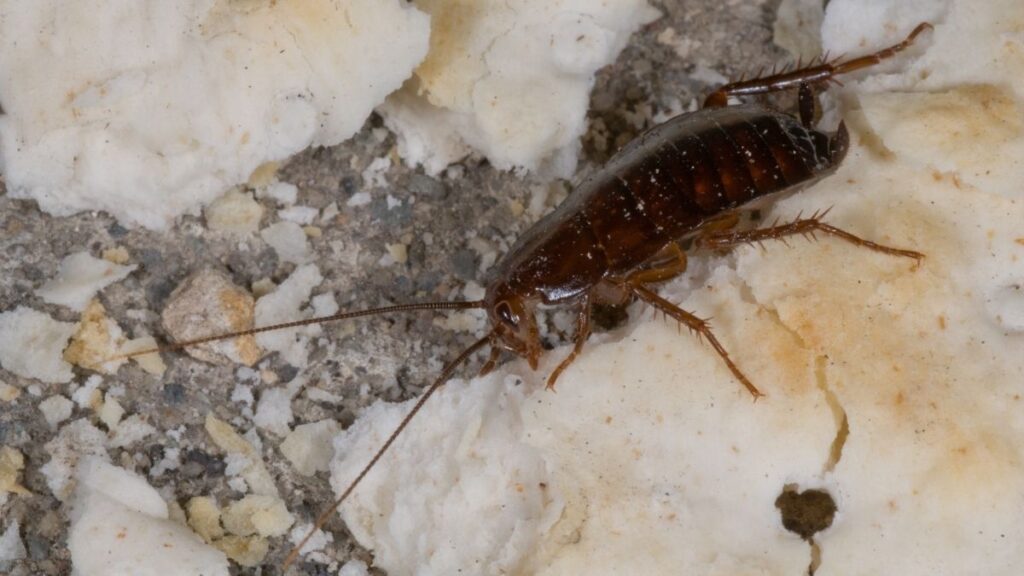 Oriental Cockroach