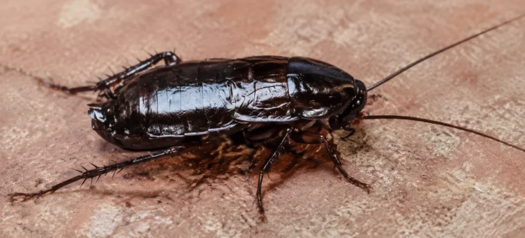 Close-up of a glossy black Oriental cockroach