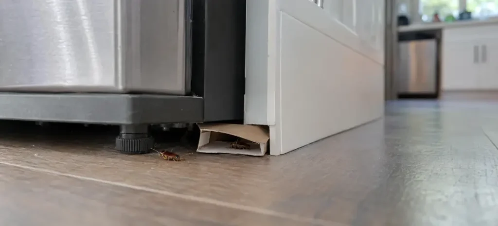 Cockroach beside a monitoring trap under a kitchen refrigerator.