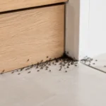 Black ants crowding around a small gap beneath a wooden kitchen cabinet.