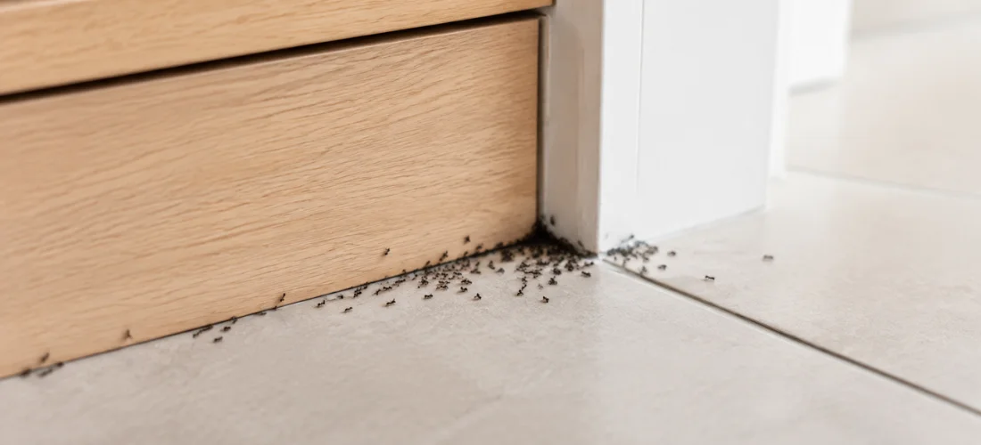Black ants crowding around a small gap beneath a wooden kitchen cabinet.