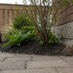 Rat emerging beside a garden and house foundation in Mississauga