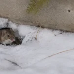House mouse emerging from snow beside a GTA home foundation in winter.