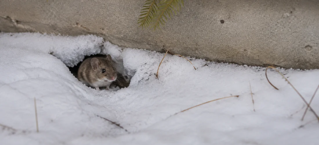 House mouse emerging from snow beside a GTA home foundation in winter.