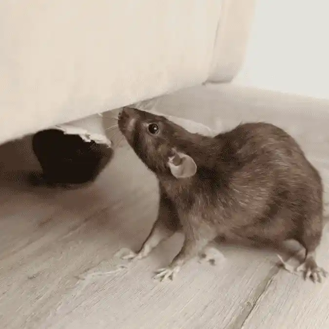 Rodents (Mice and Rats) = winter pests