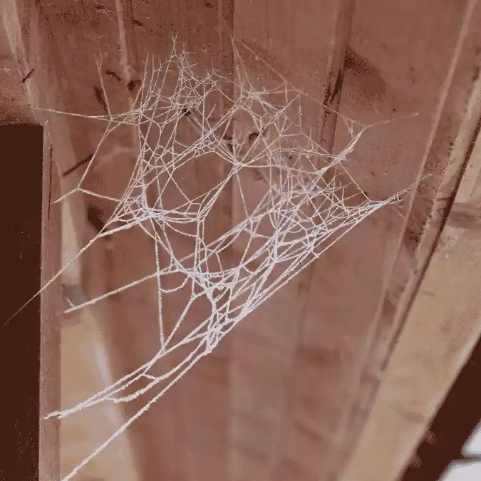 Spiders