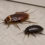 Four common types of cockroaches found in Ontario homes