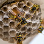 Close-up of active wasps on a paper nest under a home exterior, showing sting risk near a residential structure.