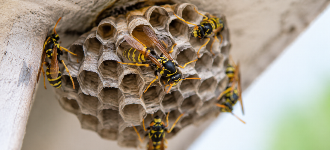 Close-up of active wasps on a paper nest under a home exterior, showing sting risk near a residential structure.