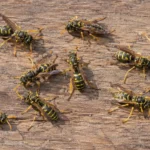 Close-up of yellow and black wasps gathering around openings in a weathered wooden structure during summer.