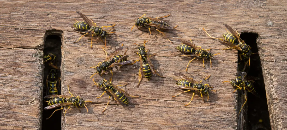Close-up of yellow and black wasps gathering around openings in a weathered wooden structure during summer.