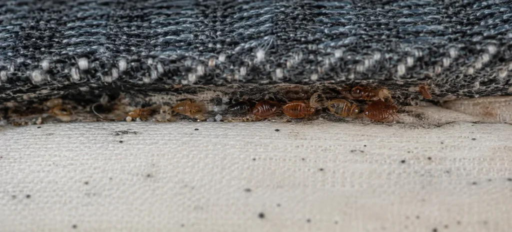 Bed bugs, nymphs, and eggs hiding along a mattress seam.