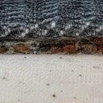 Bed bugs, nymphs, and eggs hiding along a mattress seam.