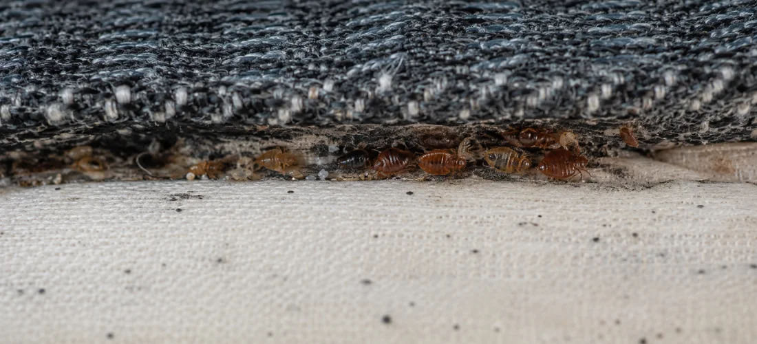 Bed bugs, nymphs, and eggs hiding along a mattress seam.