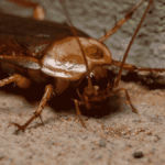 american cockroach