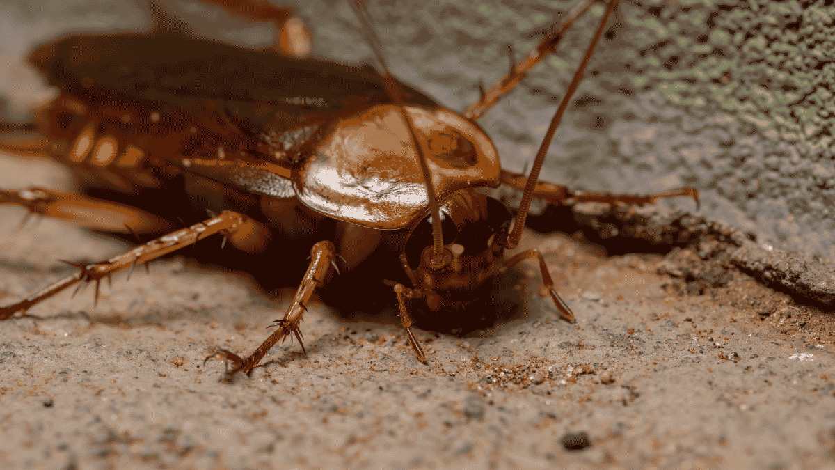 american cockroach