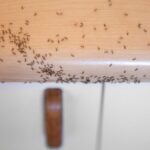 ant colony in house in the kitchen