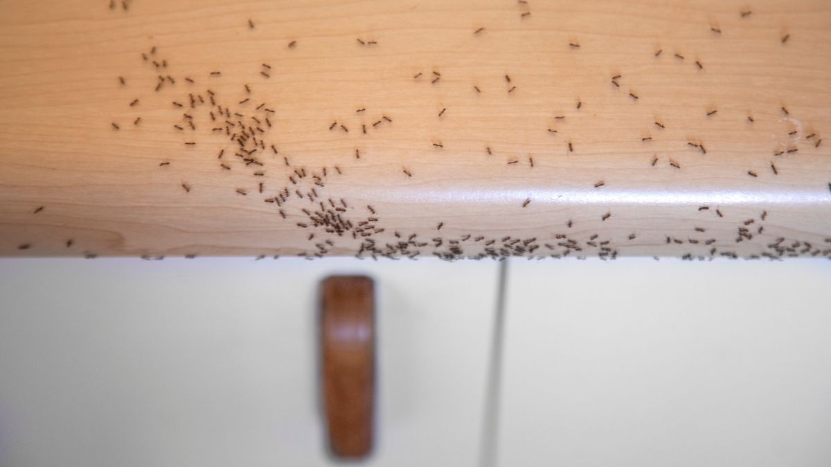 ant colony in house in the kitchen