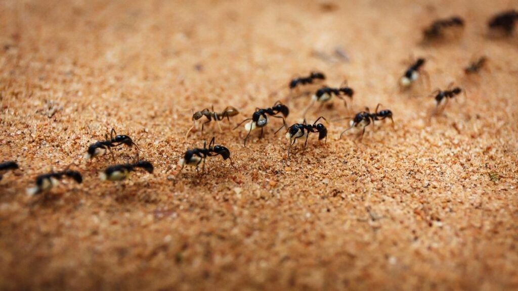 ant colony in your house