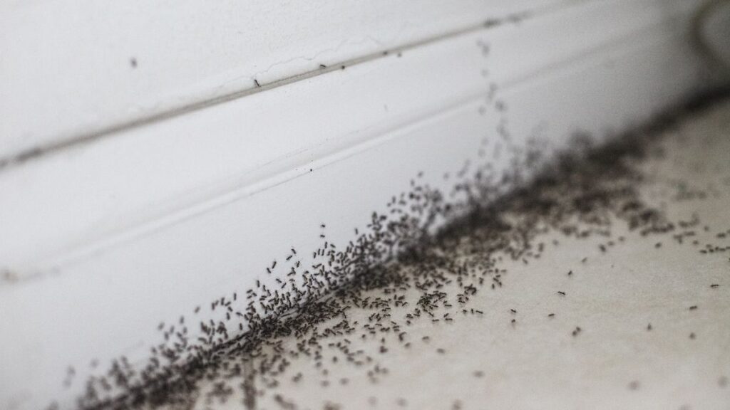 ant infestation