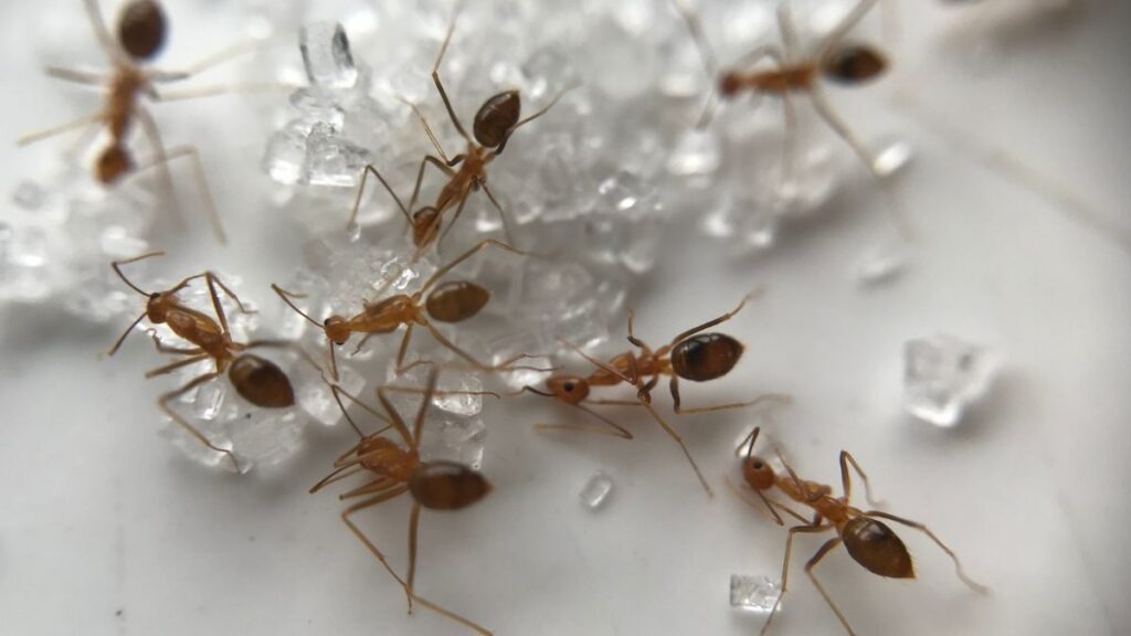 ants eating sugar