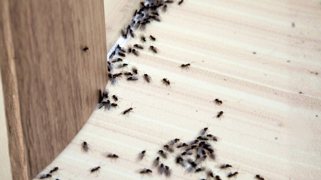 ants in the house on the baseboards