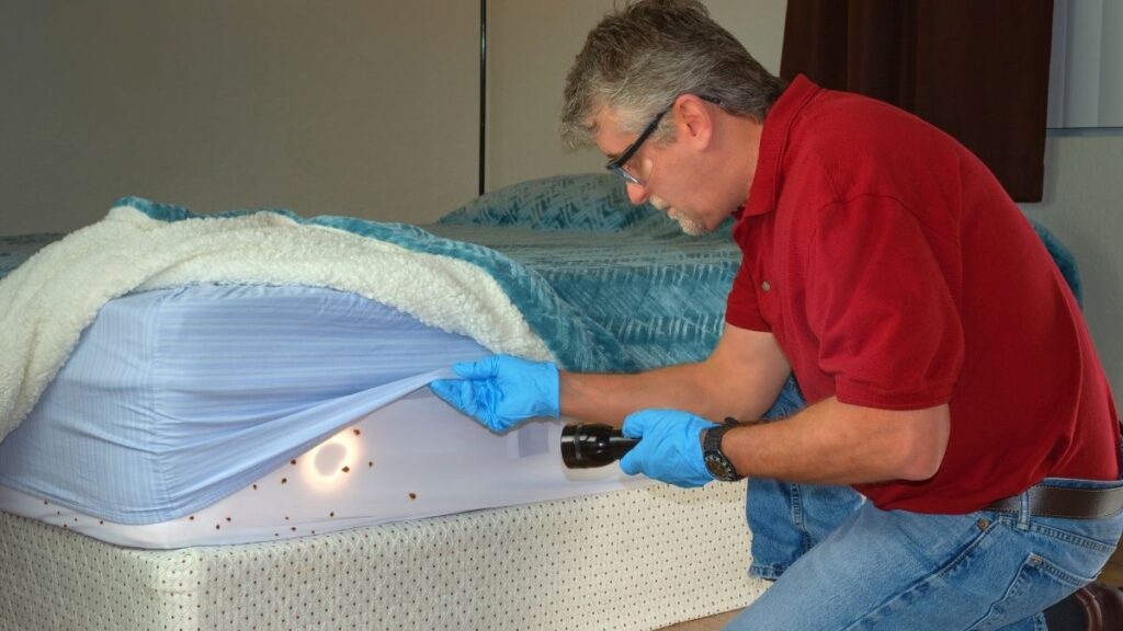 bed bug infestation