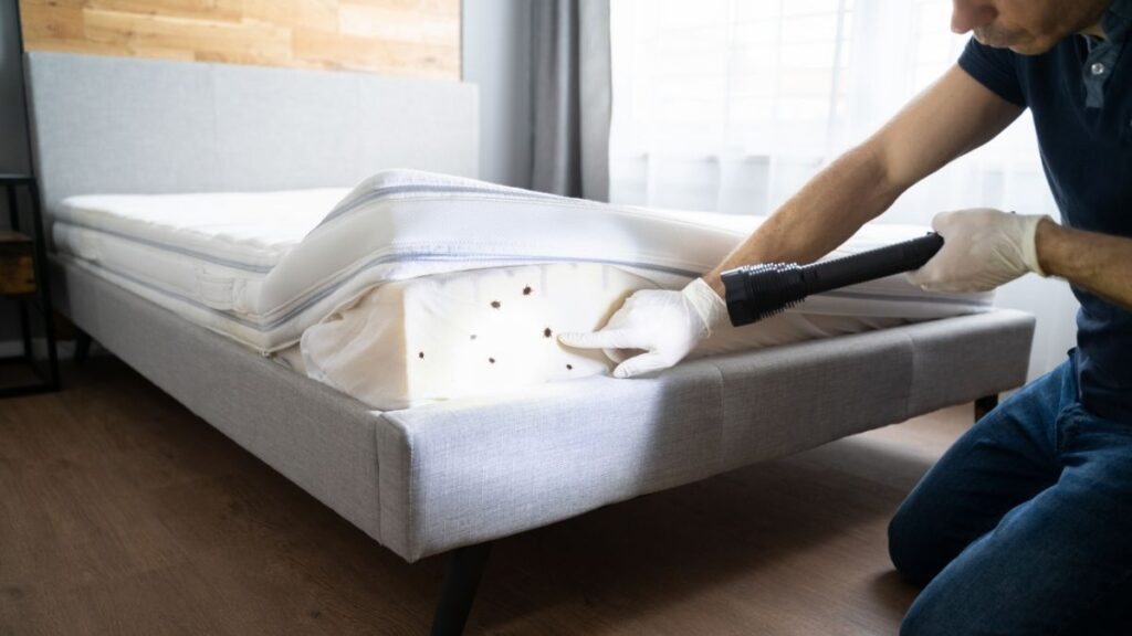 bed bug infestation and treatment service - where do bed bugs hide