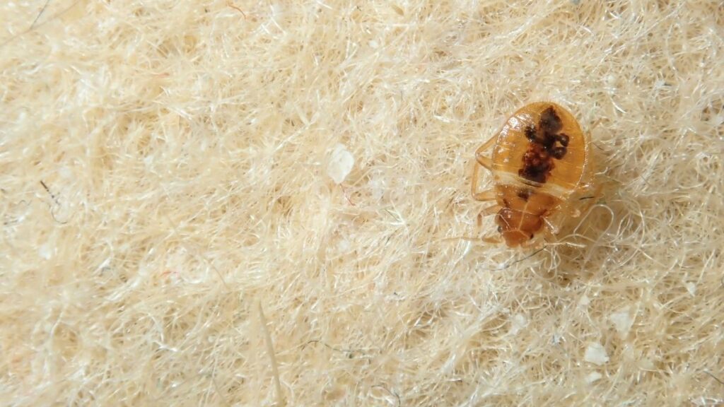 bed bug on a sofa