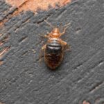 bed bug treatment cost