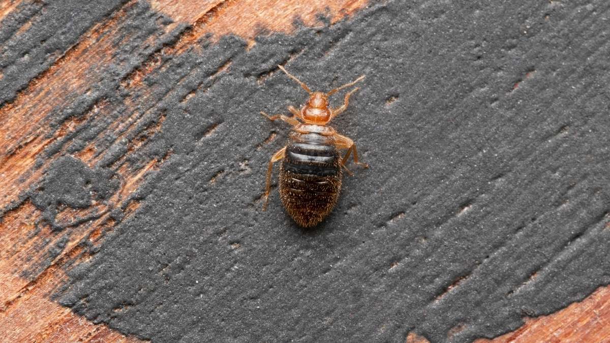 bed bug treatment cost