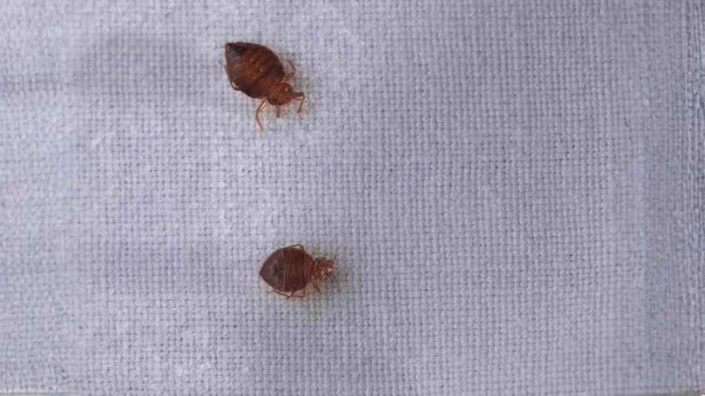 bed bugs in car