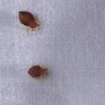 bed bugs in car